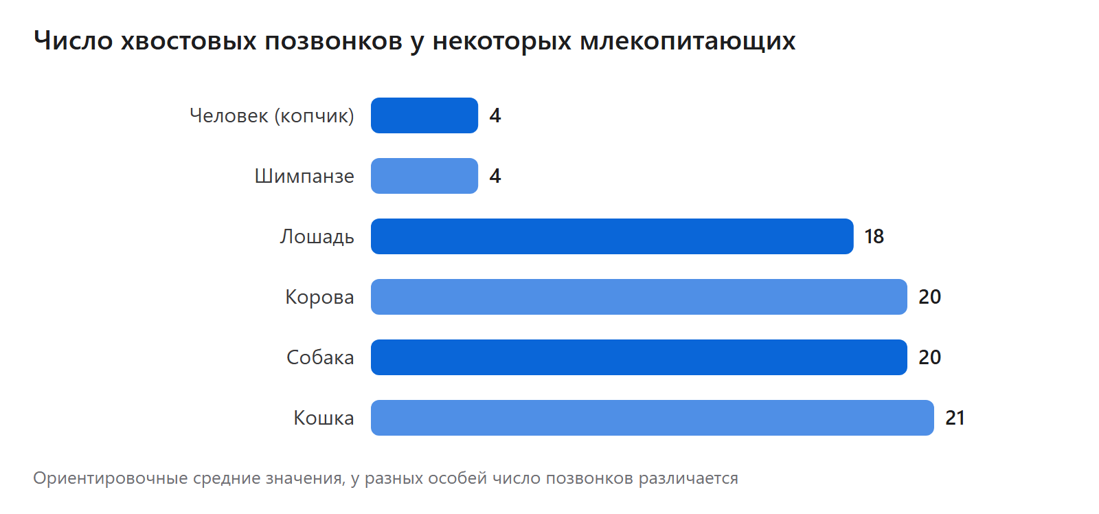 Число хвостовых позвонков у некоторых млекопитающих