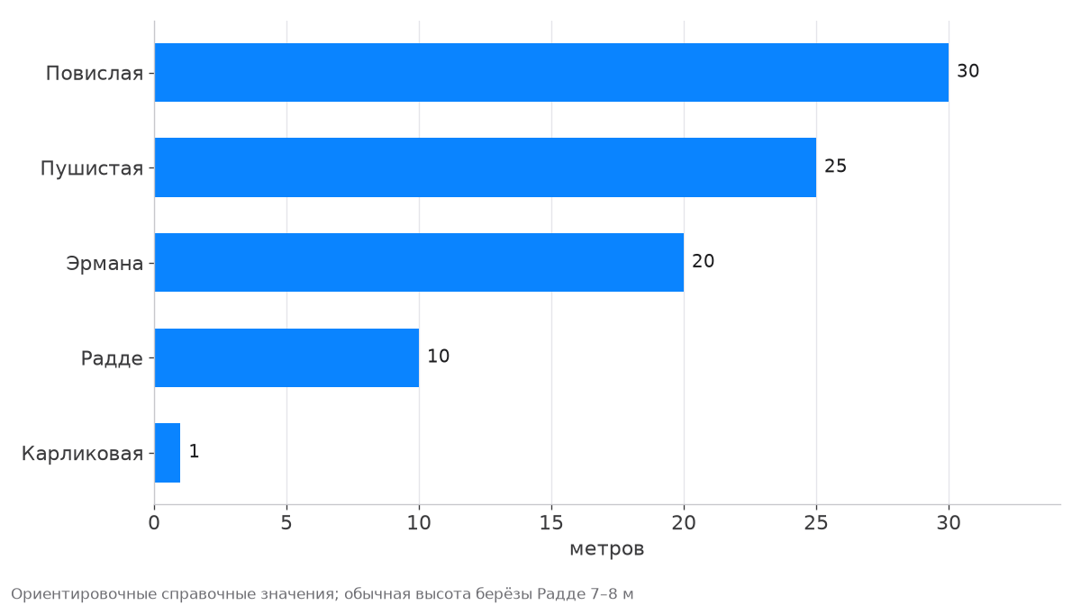 Наибольшая высота берёз: повислая 30 м, пушистая 25, Эрмана 20, Радде 10, карликовая 1 м