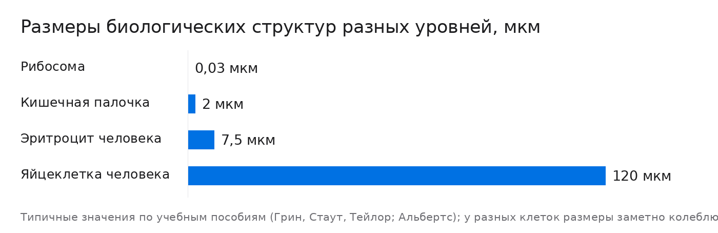 Размеры биологических структур разных уровней, мкм