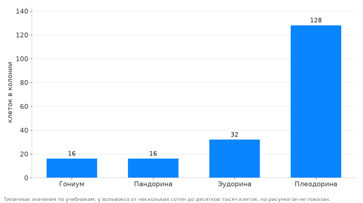 Столбчатая диаграмма числа клеток в колониях гониума, пандорины, эудорины и плеодорины